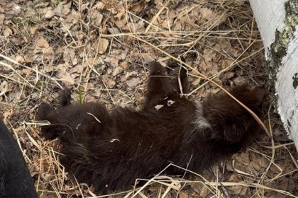 Спасенный медвежонок-дистрофик улетел в Тулу из Новосибирска