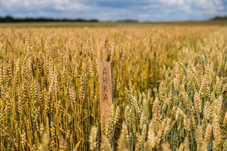 Пять урожаев пшеницы за 2023 год получили ученые в Новосибирске
