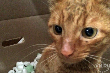 Кота-грязнулю с человеческим носом нашли в Новосибирске 