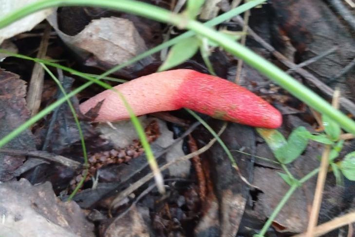 Реликтовый гриб-фаллос нашли в лесу под Новосибирском