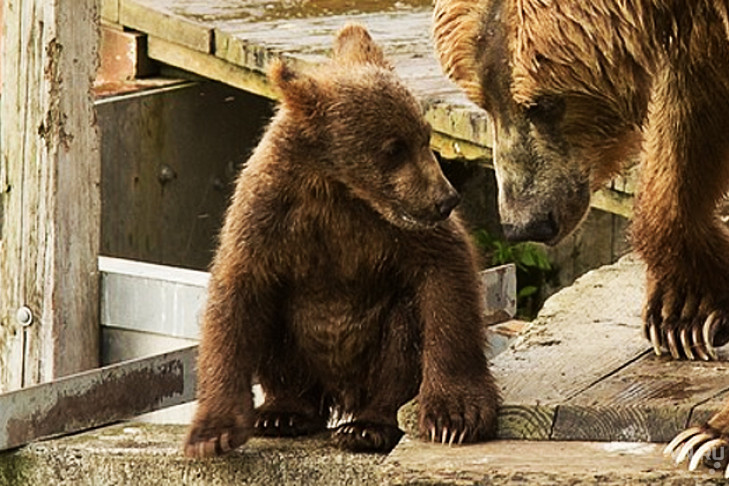 Медвежонка разлучили с матерью и отправили в Новгород