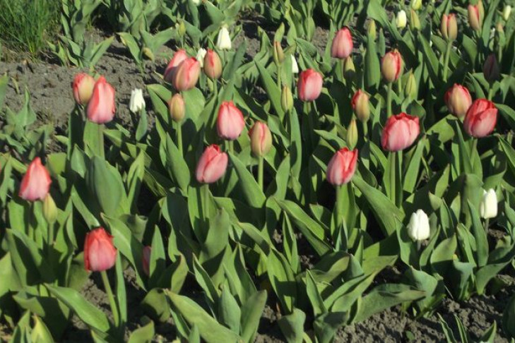 В Новосибирске раньше обычного расцвели тюльпаны 