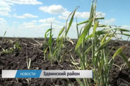 Погибла треть посевов в Здвинском районе