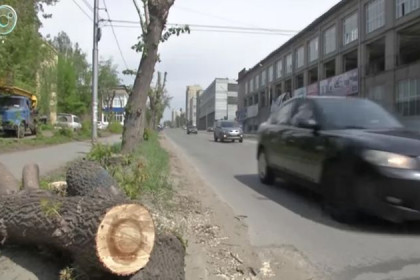 Кто и зачем пилит деревья в Новосибирске
