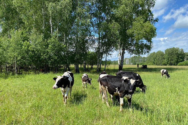 Более 2200 тонн молока: новосибирские коровы обогнали по суточным надоям всех в Сибири и за Уралом