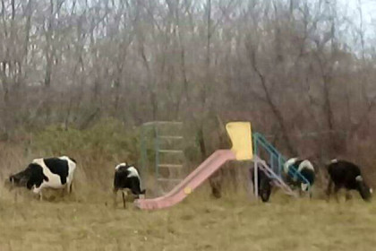 Коровы-призраки поссорили жителей Болотнинского района