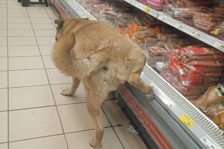 Фото писающего в магазине пса назвали фейком в Новосибирске