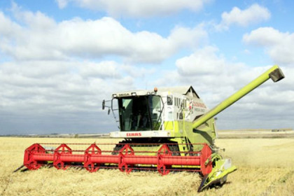 Богатый урожай озимой пшеницы собирают в Здвинском районе