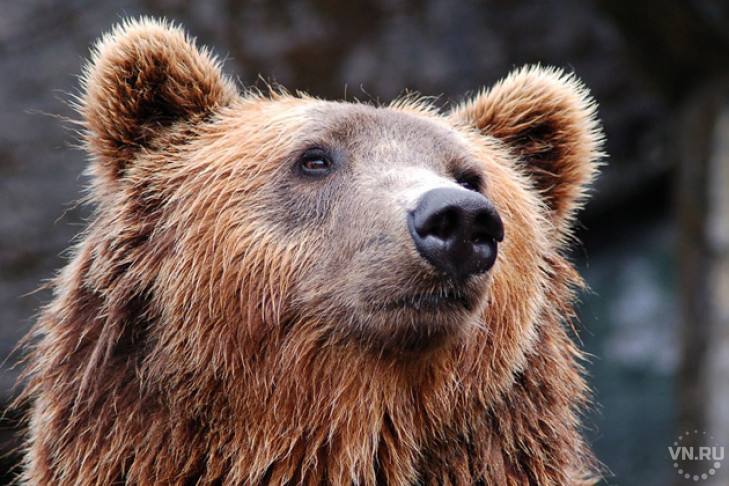 157 медведей убьют в Новосибирской области