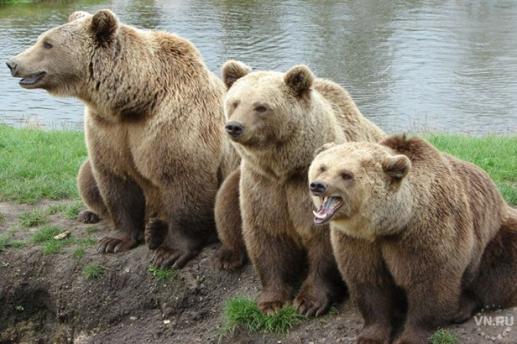 Новосибирские медведи перестали размножаться 