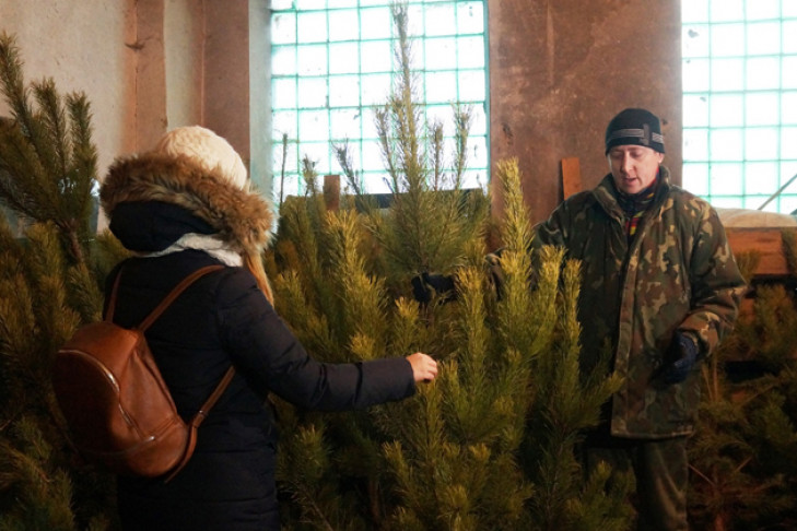 4000 новогодних сосен ежегодно вырубают в Бердске