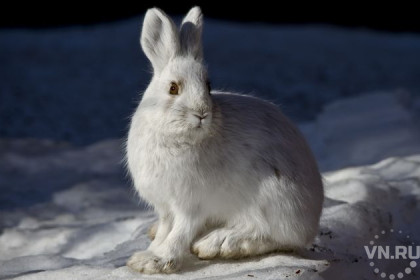 К зимней охоте готовятся зайцы в НСО