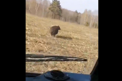 Комбайнеры сигналами прогнали медведя под Новосибирском