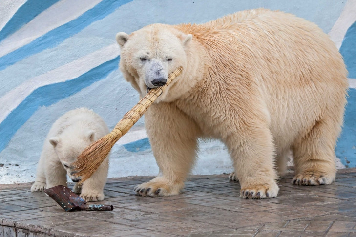 Роскосмос взял под опеку белых медвежат из Новосибирска