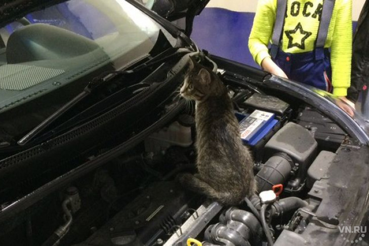 Кот согрелся в мороз под капотом автомобиля в Искитиме