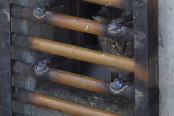 30 кошек замуровали в подвале в  Куйбышеве
