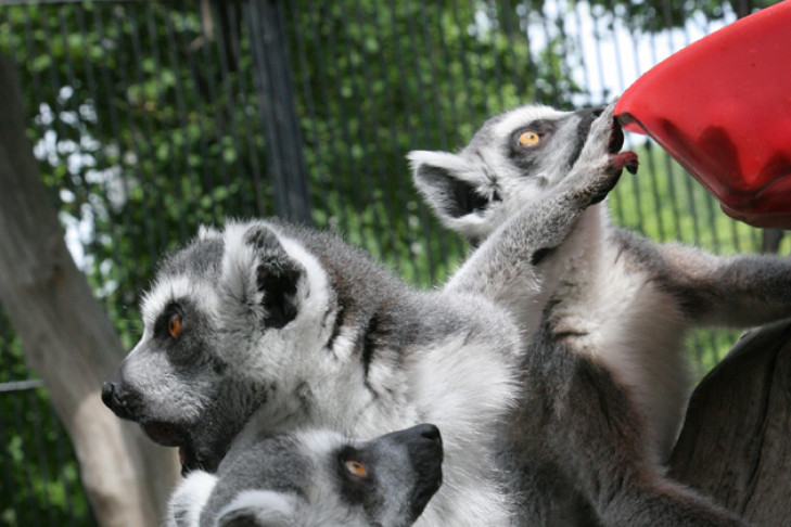 Новосибирский зоопарк сократил свидания с животными