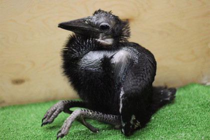 В зоопарке Новосибирска впервые в России получено потомство от рогатого ворона