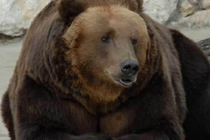 «Просила Всевышнего о милости»: женщина убежала от медведя под Новосибирском