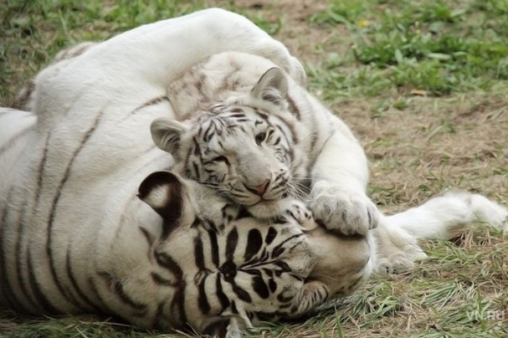Пол белого тигренка определили в зоопарке Новосибирска