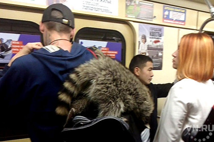 Енот воспользовался новосибирским метро и попал в кадр