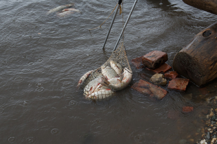 Ловить сетями разрешат только членам общества рыболовов