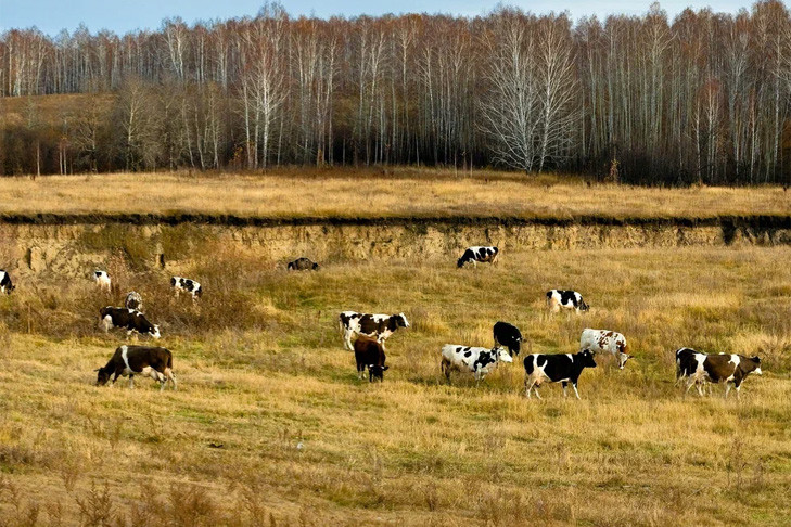 Топором убил заблудившегося бычка житель Новосибирской области