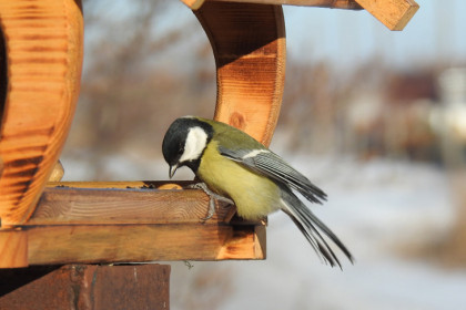 Главную опасность для птиц в условиях экстремального холода назвал орнитолог Яновский