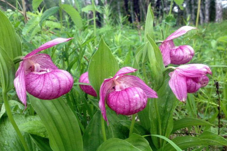 Заповедник дикорастущих орхидей могут создать в Новосибирской области