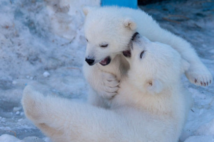 Белые медведи Норди и Шайна не уезжают из Новосибирска