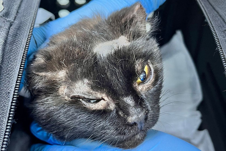 Пытались сжечь заживо: кошка Ночка перенесла все операции в Новосибирске