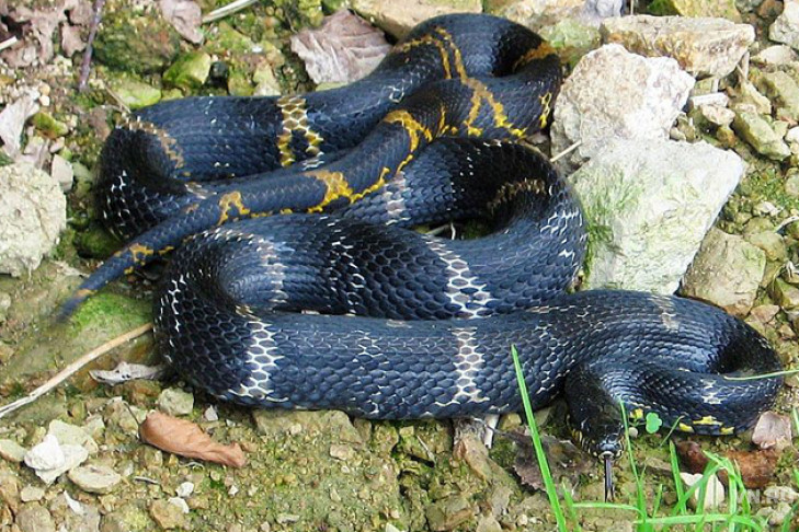Тайну сбежавшей змеи раскрыли специалисты зоопарка
