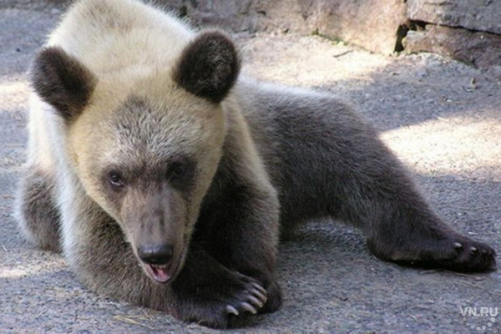 Медведя по кличке Алтай пытались накормить стеклом 