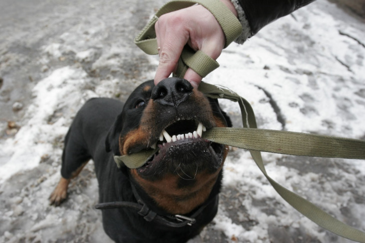 Штрафы за выгул собак без намордника предложили ввести в России
