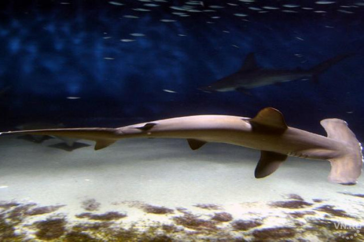 Гигантская акула-молот прилетела в Новосибирск 