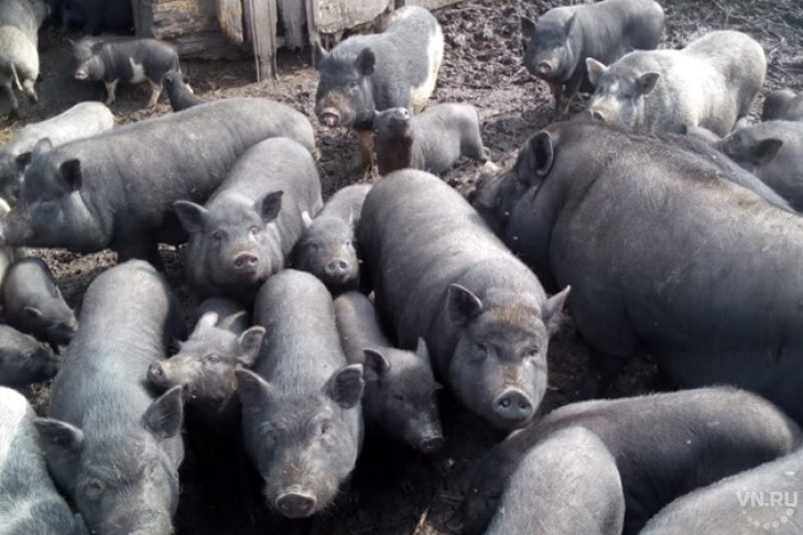 Стадо вьетнамских свиней за 200 тысяч продает житель Коченевского района