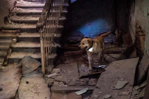 Бойцовские псы набросились на мужчину с собакой в Новосибирске