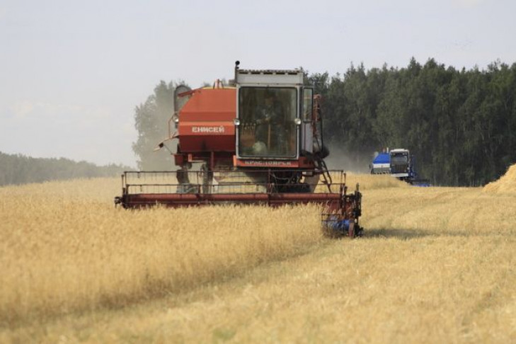 Миллион тонн зерна убрали в Новосибирской области 
