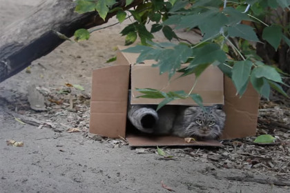 Манулы радуются картонной коробке в зоопарке Новосибирска