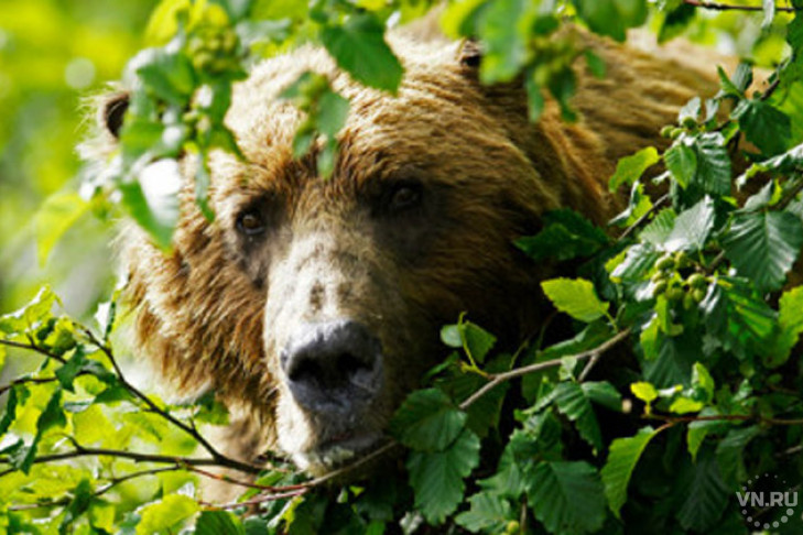 Медведь изуродовал лицо сибиряку-охотнику 