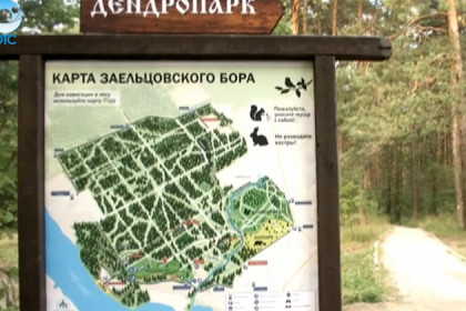 Карты дорог и тропинок появились в Заельцовском бору