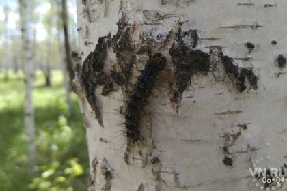 Мерзкие гусеницы поедают лес в Убинском районе