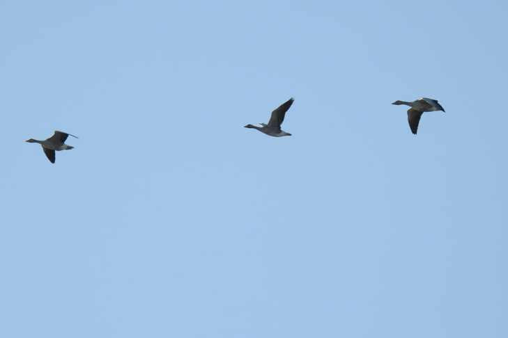 Тысячи гусей-гуменников прилетели в Новосибирск