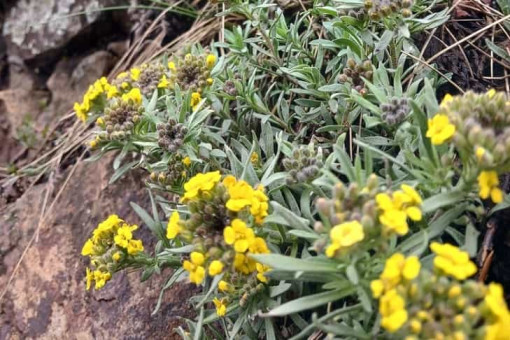 Неизвестные науке цветы расцвели на горе Зверобой под Новосибирском