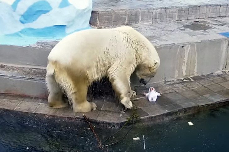 В Новосибирске белый медведь растерзал куклу на глазах у девочки 