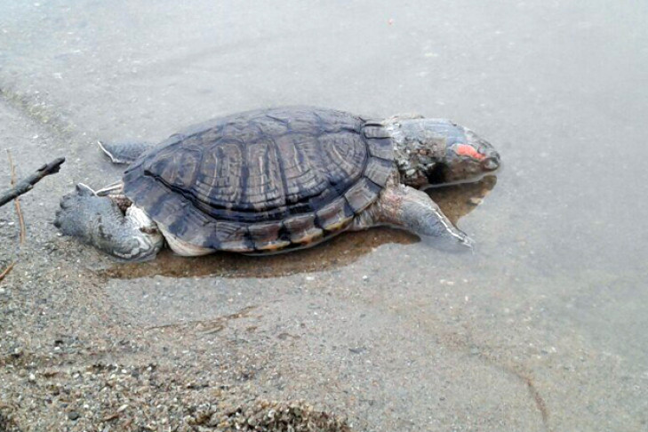 Огромную черепаху нашли на берегу Оби в Новосибирске