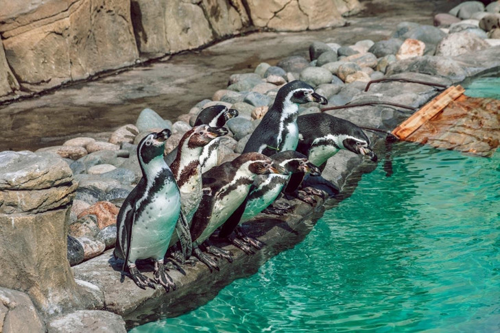 В Новосибирске появился детский зоосад из мартышек и пингвинов