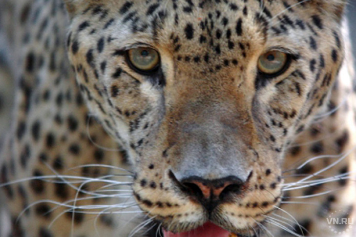 Леопарда по кличке Кавказ ждут две невесты в зоопарке Новосибирска   