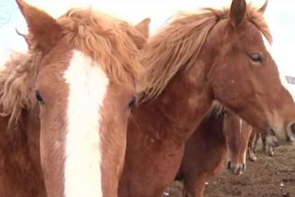 Лошадей-тяжеловозов с косичками в гривах разводят в Болотнинском районе