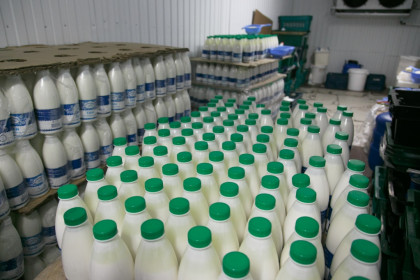 Молоко коров, больных лейкозом, запретят продавать в другие регионы